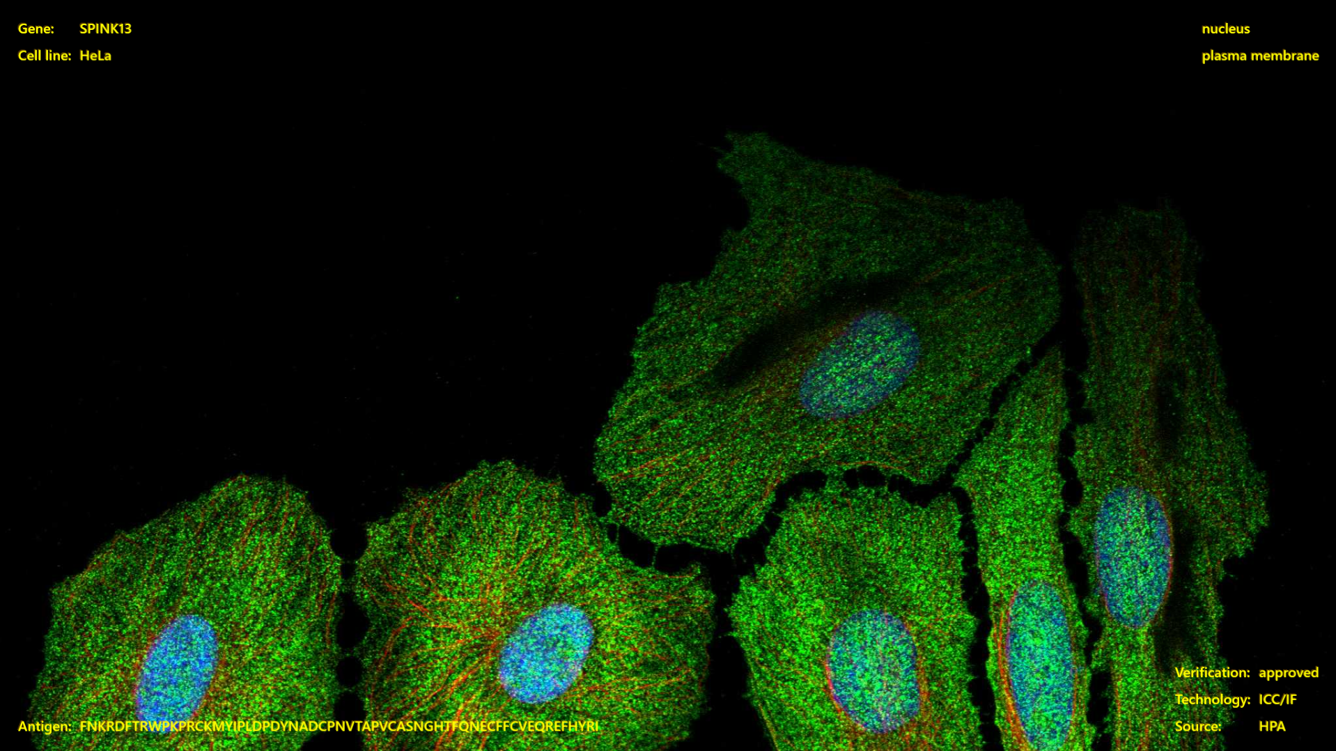 ScreenSaver screen shot